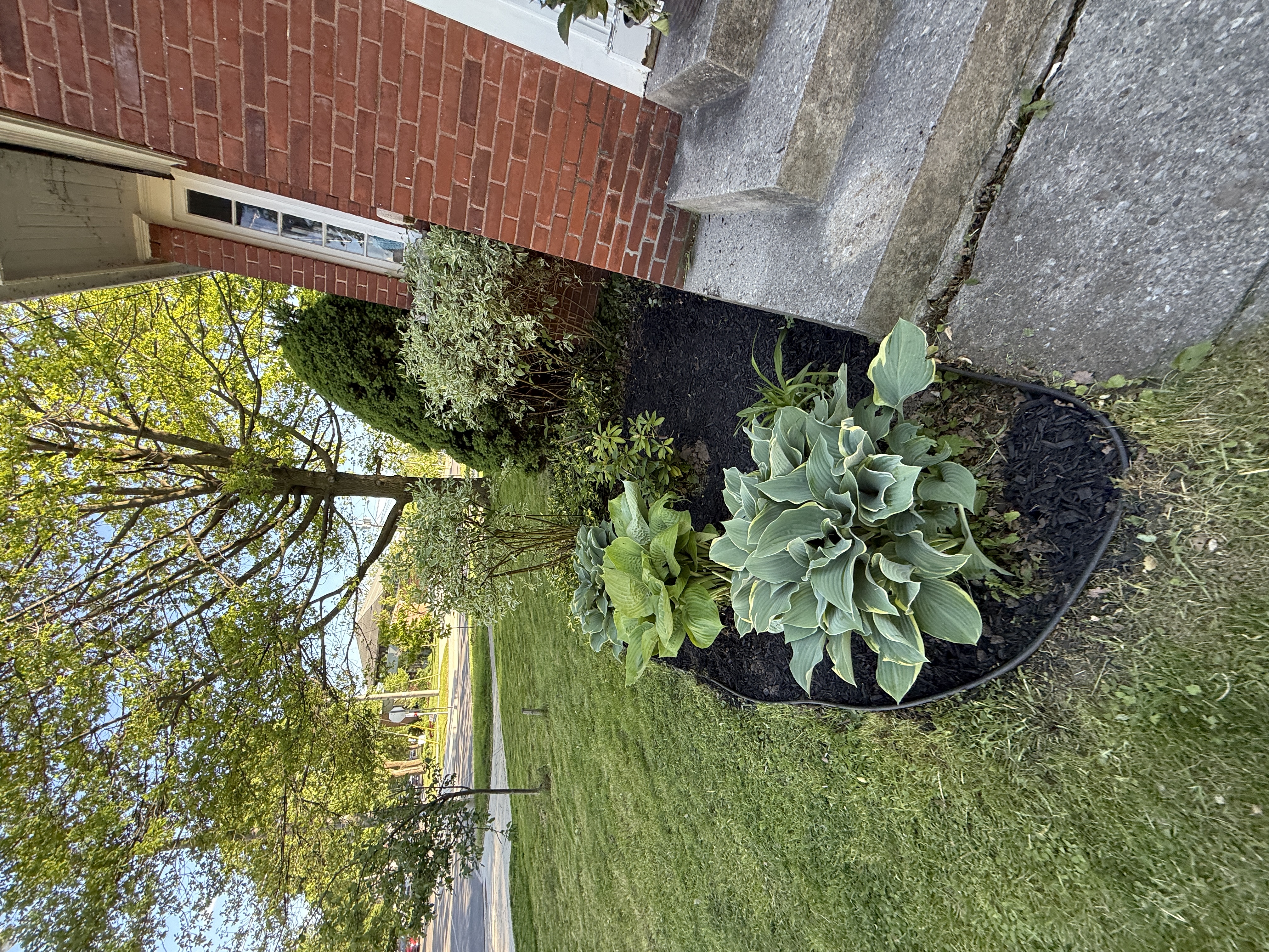 Rebuilt lawn and refreshed flower beds with hostas and mulch